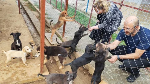 Aydın'da Sokak Hayvanları Rehabilitasyon Merkezi açılıyor