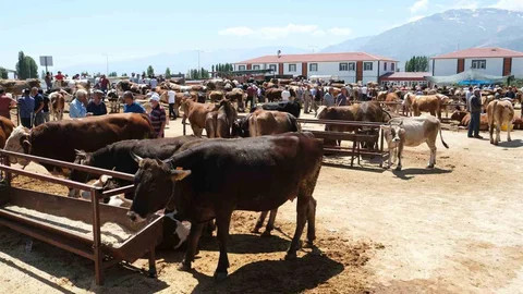 Erzincan Refahiye'de 34 köyde şap hastalığı karantinası ilan edildi