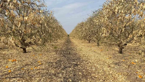 Adana'da Greyfurt Üreticileri Destek İstiyor