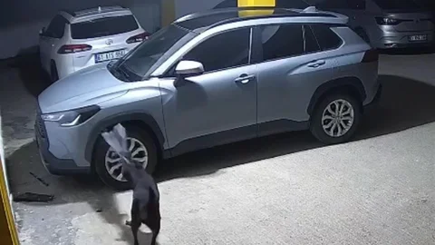 Ortahisar'da kediyi kovalayan köpekler aracı hasara uğrattı
