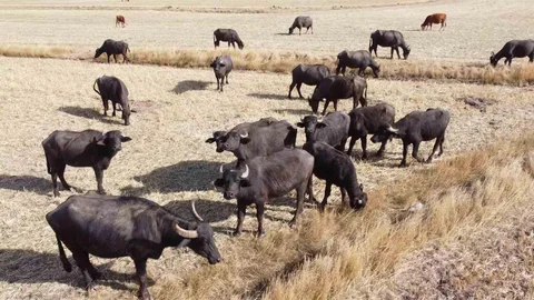 Yozgat'ta manda yetiştiriciliği teşvikleri artıyor.
