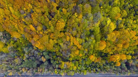 Karabük'te Ağaç Tünel Yol