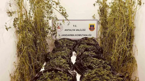 Antalya'da uyuşturucu operasyonunda 53 kilo skunk ele geçirildi