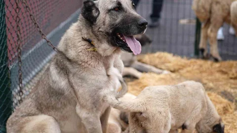 Keçiören'de Sivas Günleri etkinliği başladı