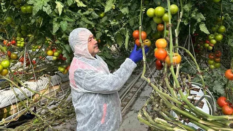 Afyonkarahisar'da domateste virüs incelemesi gerçekleştirildi