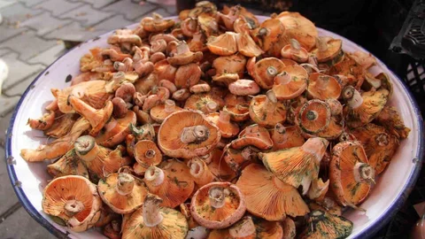 Muğla'da çıntar mevsimi başladı