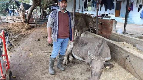 Aydın'da sel felaketi yaşandı