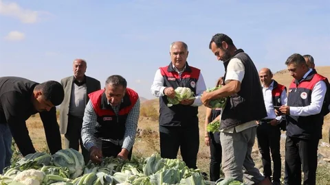 Elazığ'da Karnabahar Hasadı Başladı