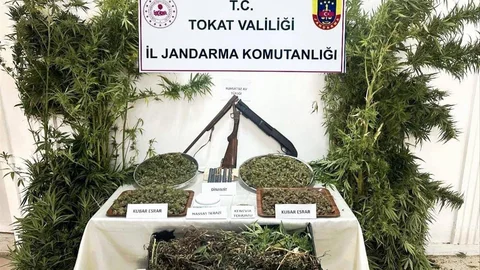 Tokat’ta Jandarma Kenevir Operasyonu Düzenledi