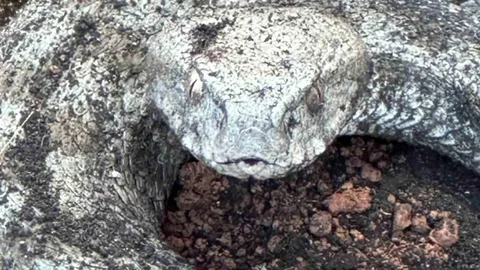 Tunceli'de koca engerek yılanı ile kedi arasında yaşanan kavga kameraya yansıdı