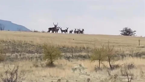 Güdül'de Yaban Geyiği Sürüsü