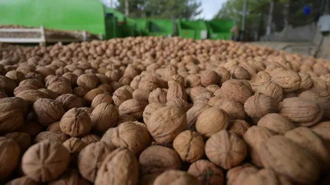 Denizli'de ceviz hasadı sezonu Tavas ilçesinde başladı