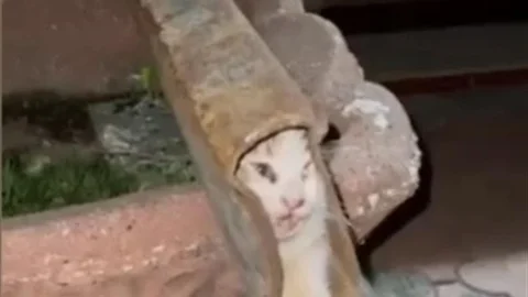 Osmaniye'de demir profile sıkışan kedi itfaiye ekipleri tarafından kurtarıldı