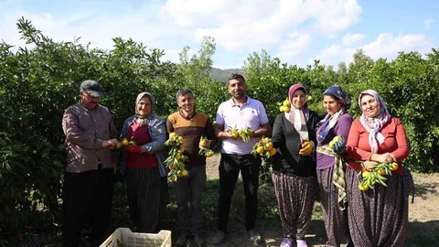 Adana'da mandalina fiyatları bahçede 8 TL'ye kadar geriledi