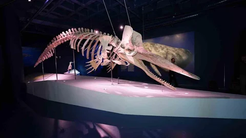 Türkiye’nin ilk balina iskeleti sergisi büyük ilgi topluyor