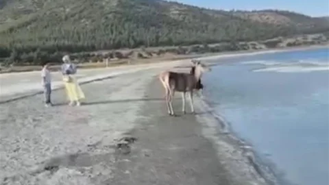 Burdur'da Salda Gölü'nde maskot geyik vatandaşlarla zaman geçirdi