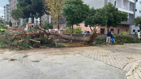 Aydın'da çam ağacı devrildi