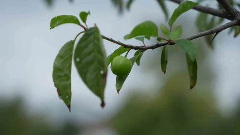 Kocaeli'de erik ağaçları kışa günler kala meyve verdi