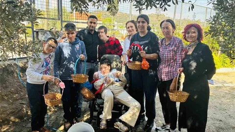 Muğla'da Zeytin Hasadı Etkinliği