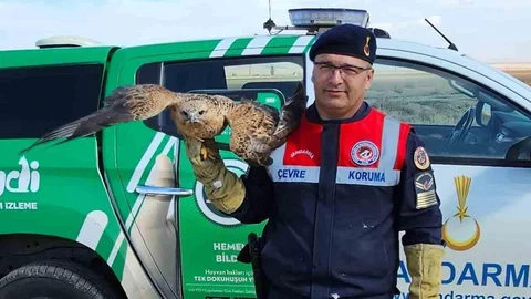 Yozgat'ta yaralı kızıl şahin koruma altına alındı