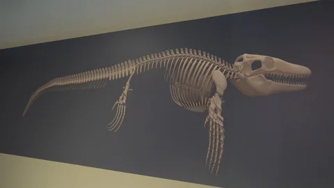 Kastamonu'da denizlerin dinozorunu keşfetti