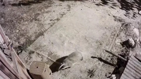 Elazığ'da nadir görülen bal porsuğu ve sansar görüntülendi