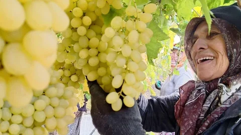 Manisa'da Üzüm Hasadı Devam Ediyor