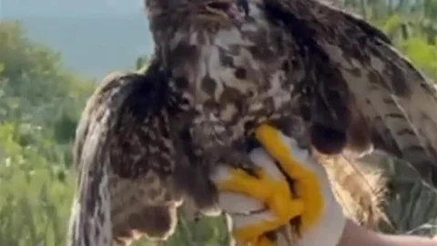 Düzce'de Felç Geçiren Kızıl Şahin Doğaya Salındı