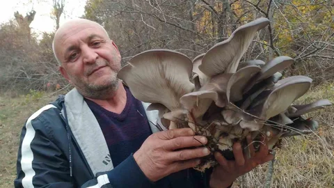 Ankara'da Kanlıca mantarı