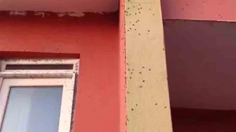 Kurtalan'da sinek istilası