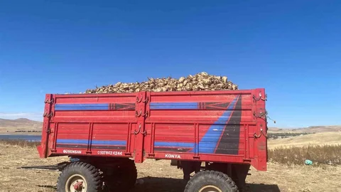 Ağrı'da şeker pancarı hasadı sürüyor