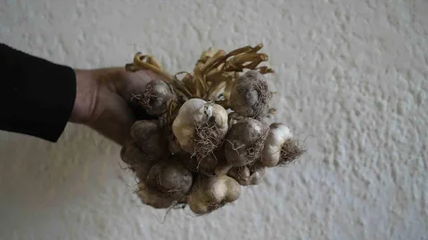 Gümüşhane'de ata tohumu siyah sarımsak tescil ediliyor