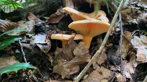 Düzce'de doğada mantar artışı gözlemlendi