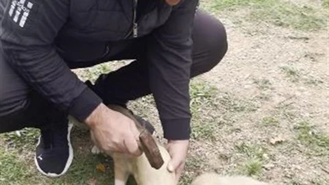 Artvin'de yavru köpeğin testi macerası
