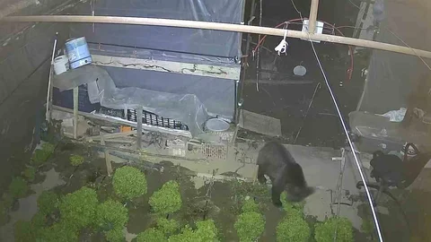 Yavru ayı marul çadırında: İki gecedir ziyafet yapıyor