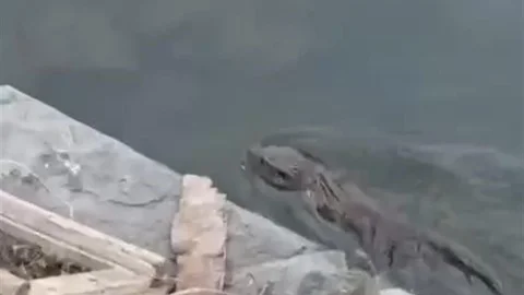 Nesli tükenmekte olan su samuru Küçükçekmece'de görüntülendi