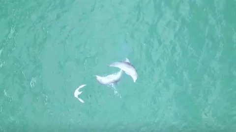 Yunusların dansı dron kameralarına yansıdı