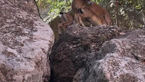 Dağ keçileri gözlemlendi