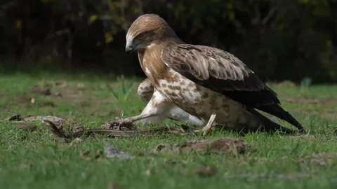 Bursa'da Kartalın Yılan Avı