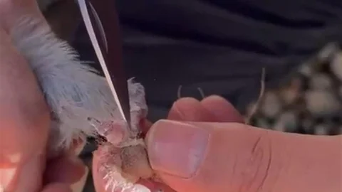 Gümüşhane'de Güvercin Kurtarma Operasyonu