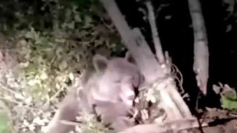 Düzce'de Mahsur Kalan Ayı Kurtarıldı