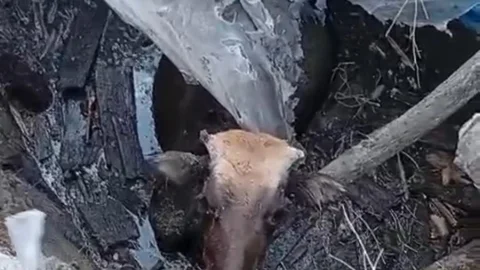 Yüksekova'da İnek Kurtarma Operasyonu