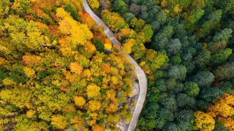 Örümcek Ormanları'nda Sonbahar Güzelliği