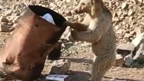 Çukurca'da Yiyecek Arayan Ayı Görüntülendi