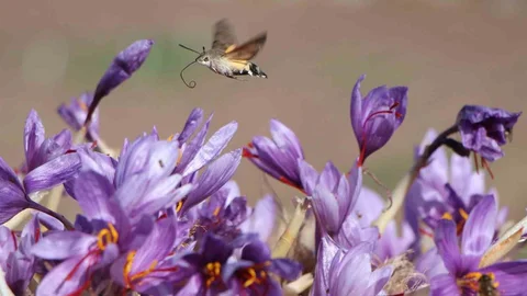 Amasya'da Safran Hasadı Gerçekleşti