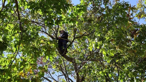 Aydın'da Kestane Sezonu Sona Erdi
