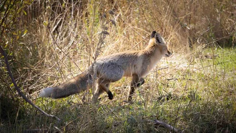 Bingöl'de Kızıl Tilki Görüntülendi