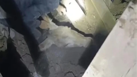 Sındırgı'da Eşek Kurtarıldı