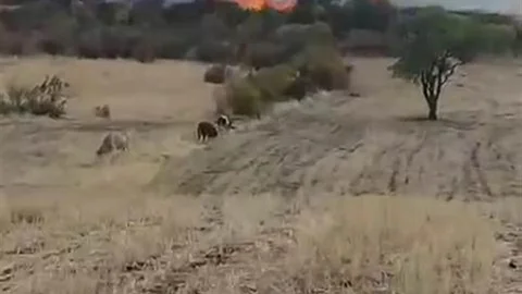 Diyarbakır'da Otluk Yangını Çıktı