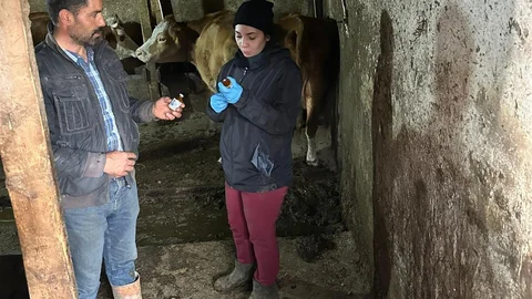 Giresun'da Şap Hastalığı Alarmı